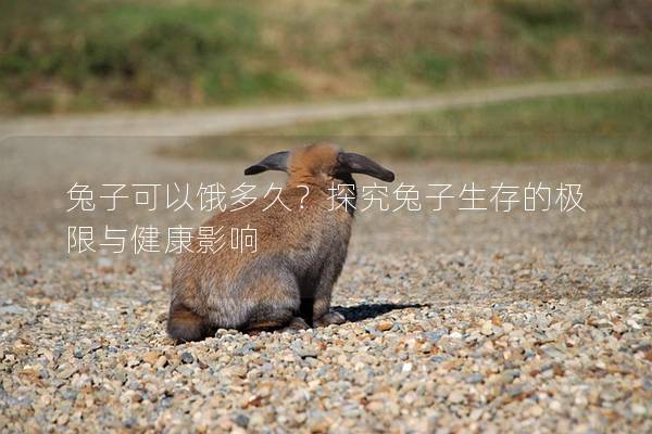 兔子可以饿多久？探究兔子生存的极限与健康影响