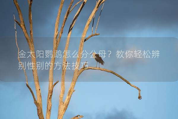金太阳鹦鹉怎么分公母？教你轻松辨别性别的方法技巧