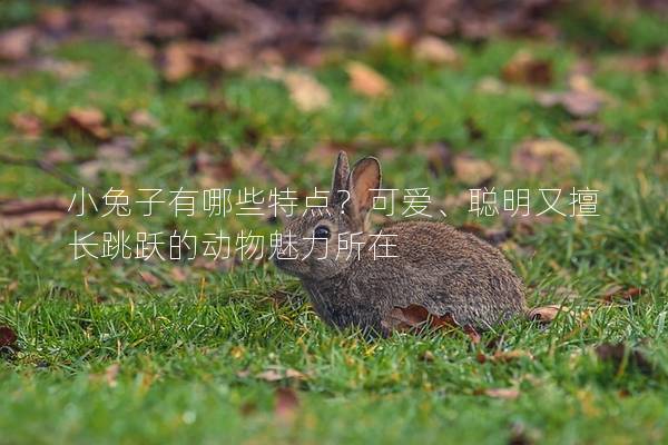 小兔子有哪些特点？可爱、聪明又擅长跳跃的动物魅力所在