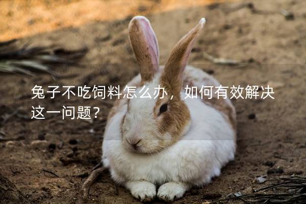 兔子不吃饲料怎么办，如何有效解决这一问题？
