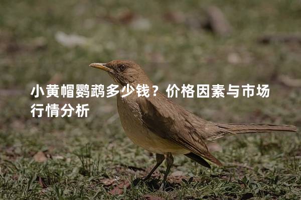 小黄帽鹦鹉多少钱？价格因素与市场行情分析