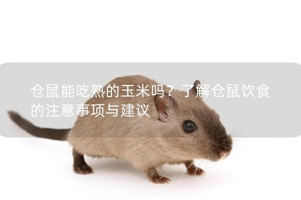 仓鼠能吃熟的玉米吗？了解仓鼠饮食的注意事项与建议
