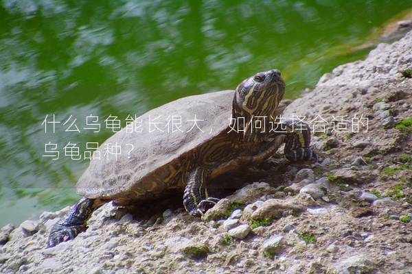 什么乌龟能长很大，如何选择合适的乌龟品种？