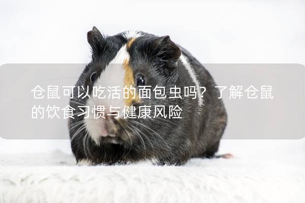 仓鼠可以吃活的面包虫吗？了解仓鼠的饮食习惯与健康风险