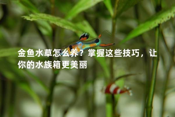 金鱼水草怎么养？掌握这些技巧，让你的水族箱更美丽