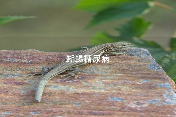 蜥蜴糖尿病