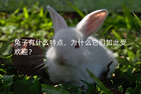 兔子有什么特点，为什么它们如此受欢迎？