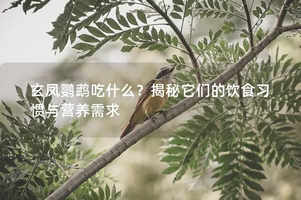 玄凤鹦鹉吃什么？揭秘它们的饮食习惯与营养需求