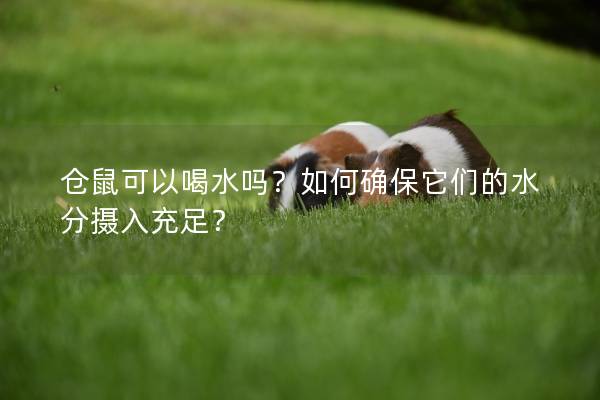 仓鼠可以喝水吗？如何确保它们的水分摄入充足？