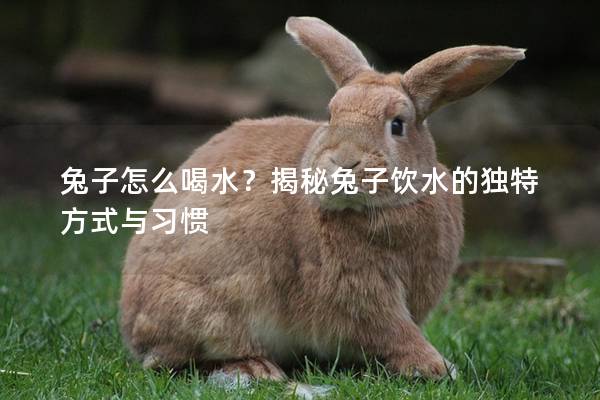 兔子怎么喝水？揭秘兔子饮水的独特方式与习惯