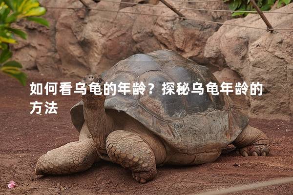 如何看乌龟的年龄？探秘乌龟年龄的方法