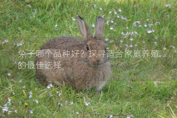 兔子哪个品种好？探寻适合家庭养殖的最佳选择