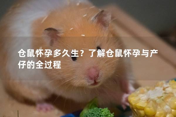 仓鼠怀孕多久生？了解仓鼠怀孕与产仔的全过程
