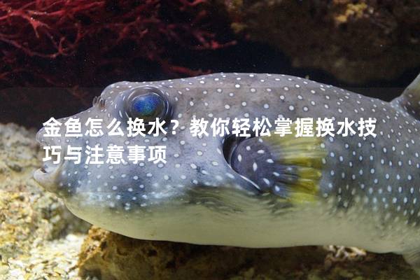 金鱼怎么换水？教你轻松掌握换水技巧与注意事项