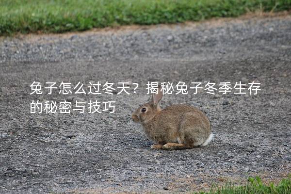 兔子怎么过冬天？揭秘兔子冬季生存的秘密与技巧