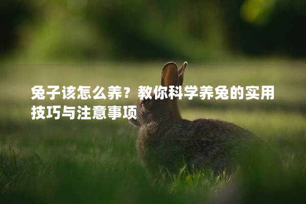 兔子该怎么养？教你科学养兔的实用技巧与注意事项
