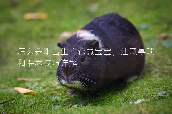 怎么养刚出生的仓鼠宝宝，注意事项和喂养技巧详解