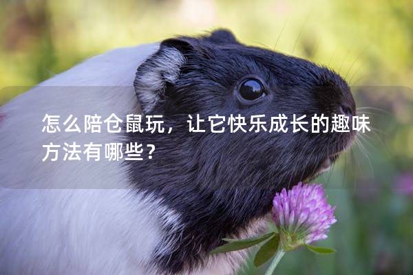 怎么陪仓鼠玩，让它快乐成长的趣味方法有哪些？