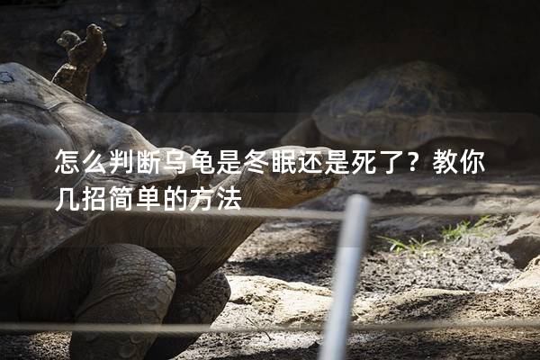 怎么判断乌龟是冬眠还是死了？教你几招简单的方法