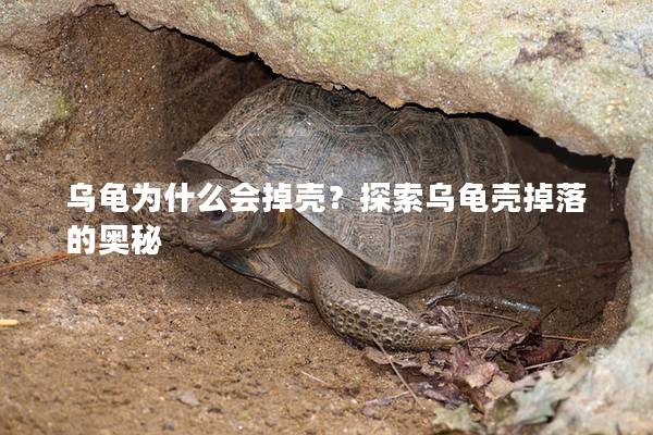 乌龟为什么会掉壳？探索乌龟壳掉落的奥秘