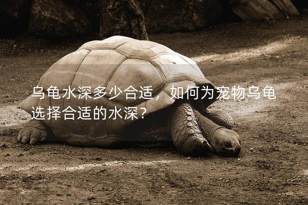 乌龟水深多少合适，如何为宠物乌龟选择合适的水深？