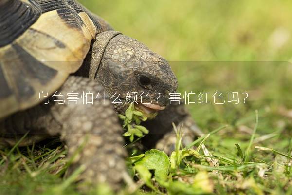 乌龟害怕什么颜色？害怕红色吗？