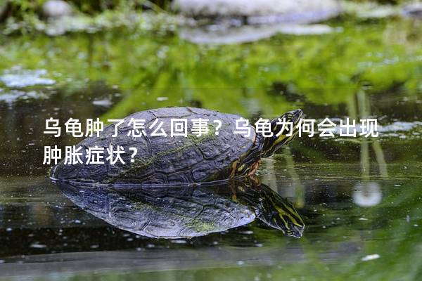 乌龟肿了怎么回事？乌龟为何会出现肿胀症状？