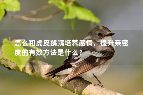 怎么和虎皮鹦鹉培养感情，提升亲密度的有效方法是什么？