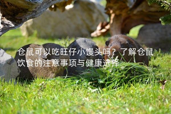 仓鼠可以吃旺仔小馒头吗？了解仓鼠饮食的注意事项与健康选择