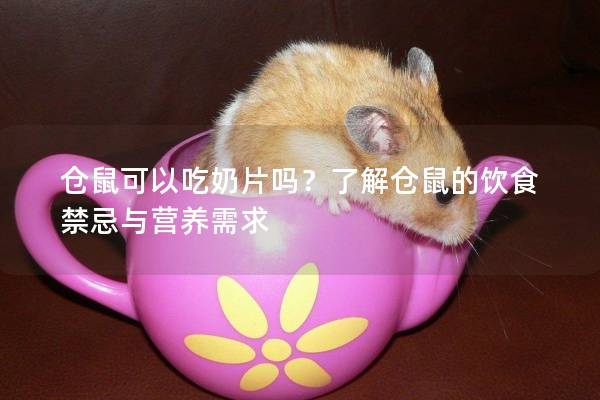 仓鼠可以吃奶片吗？了解仓鼠的饮食禁忌与营养需求