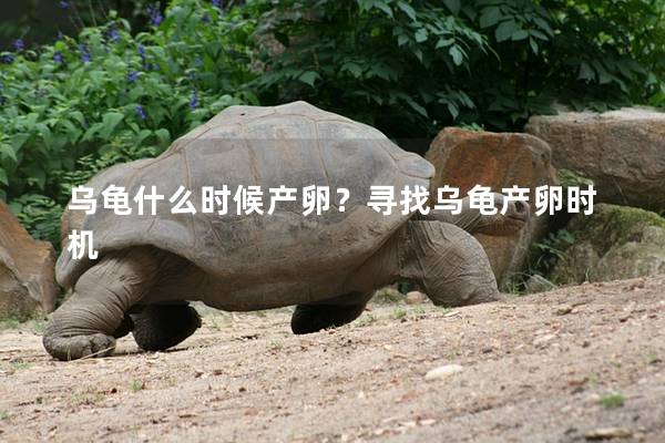 乌龟什么时候产卵？寻找乌龟产卵时机