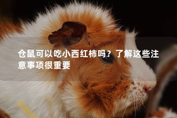 仓鼠可以吃小西红柿吗？了解这些注意事项很重要