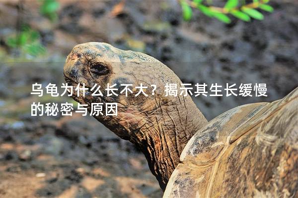 乌龟为什么长不大？揭示其生长缓慢的秘密与原因