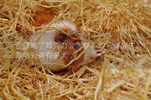 仓鼠吃了巧克力会怎样？对它健康的影响究竟有多大