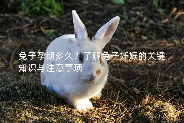 兔子孕期多久？了解兔子妊娠的关键知识与注意事项