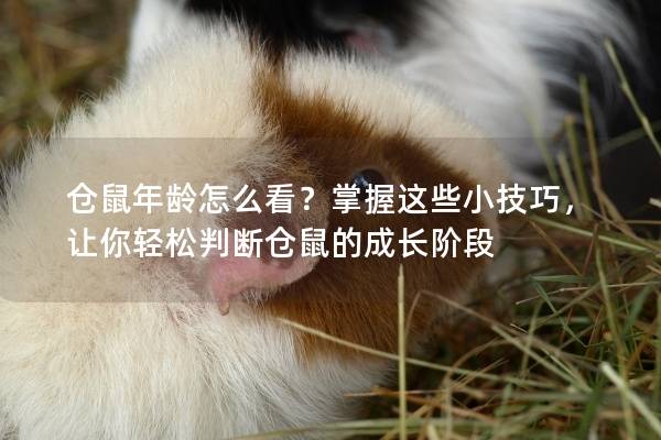仓鼠年龄怎么看？掌握这些小技巧，让你轻松判断仓鼠的成长阶段