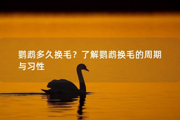 鹦鹉多久换毛？了解鹦鹉换毛的周期与习性