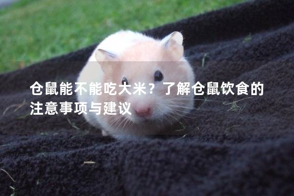 仓鼠能不能吃大米？了解仓鼠饮食的注意事项与建议