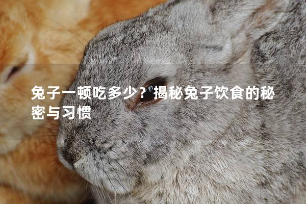 兔子一顿吃多少？揭秘兔子饮食的秘密与习惯