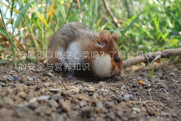 仓鼠可以吃空心菜吗？了解仓鼠饮食的安全与营养知识