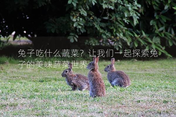 兔子吃什么蔬菜？让我们一起探索兔子的美味蔬菜世界
