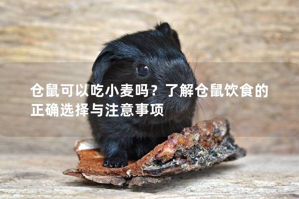 仓鼠可以吃小麦吗？了解仓鼠饮食的正确选择与注意事项