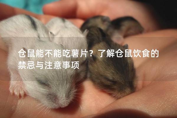 仓鼠能不能吃薯片？了解仓鼠饮食的禁忌与注意事项
