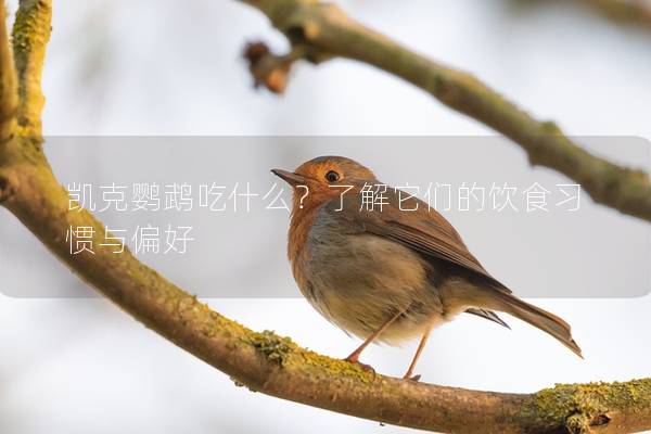 凯克鹦鹉吃什么？了解它们的饮食习惯与偏好