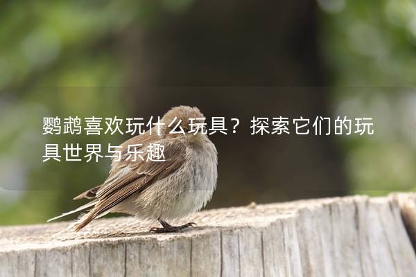 鹦鹉喜欢玩什么玩具？探索它们的玩具世界与乐趣