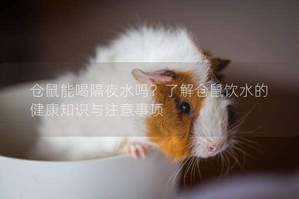 仓鼠能喝隔夜水吗？了解仓鼠饮水的健康知识与注意事项