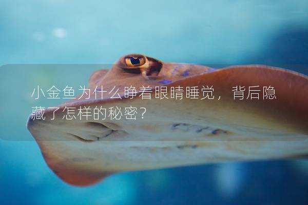小金鱼为什么睁着眼睛睡觉，背后隐藏了怎样的秘密？