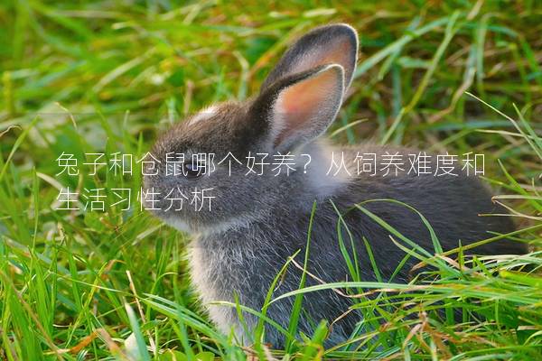 兔子和仓鼠哪个好养？从饲养难度和生活习性分析