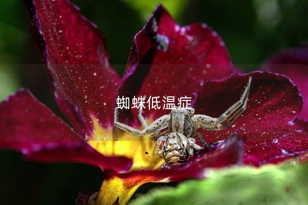蜘蛛低温症