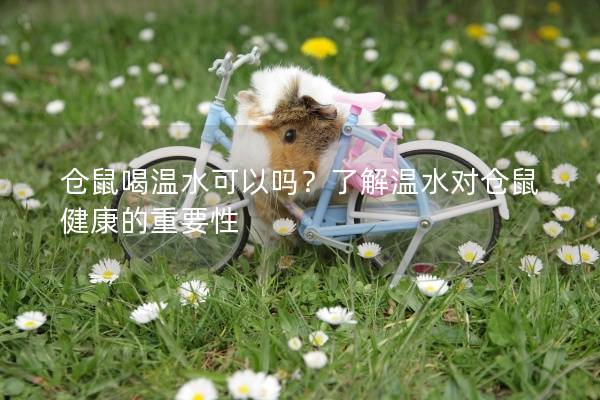 仓鼠喝温水可以吗？了解温水对仓鼠健康的重要性